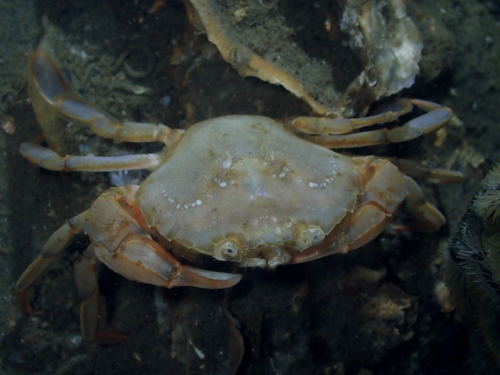Flying Crab, Oosterschelde, Zeeuwse meren, 158_13_400, NL, photo 5 of 10