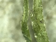 Najas flexilis