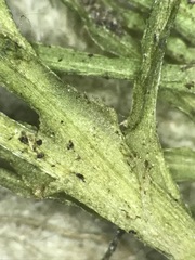 Najas flexilis