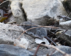 Peromyscus maniculatus