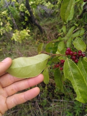 Lacistema aggregatum