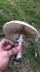 Chlorophyllum molybdites