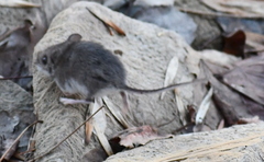 Peromyscus maniculatus