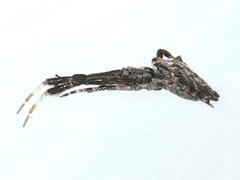 Uloborus glomosus