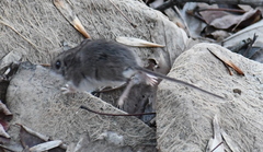 Peromyscus maniculatus