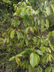 Lacistema aggregatum