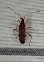 Ozophora picturata