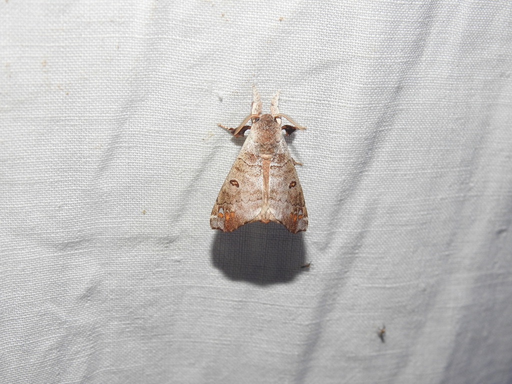 Pantelodes organabo