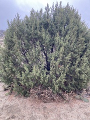 Sabina