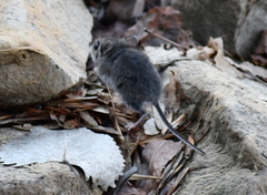 Peromyscus maniculatus