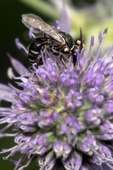 Hylaeus