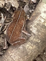 Rhinella alata