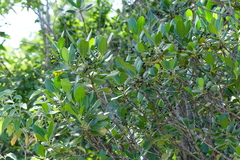 Erithalis fruticosa