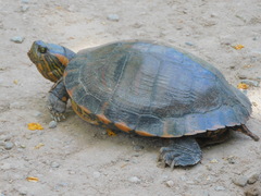 Trachemys dorbigni