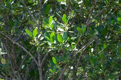 Erithalis fruticosa