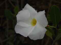 Rhabdadenia biflora