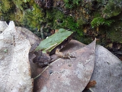 Physalaemus cuvieri