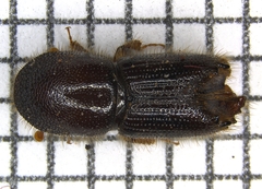 Ips calligraphus