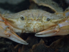 Liocarcinus holsatus