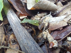 Physalaemus cuvieri