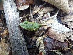 Physalaemus cuvieri