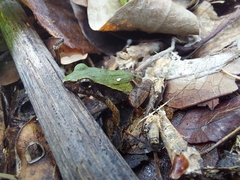 Physalaemus cuvieri