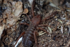 Gluvia dorsalis