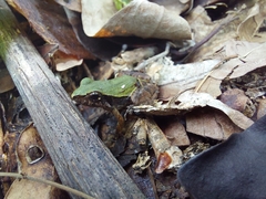 Physalaemus cuvieri
