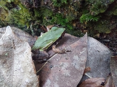 Physalaemus cuvieri