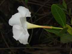 Rhabdadenia biflora