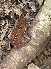 Rhinella alata