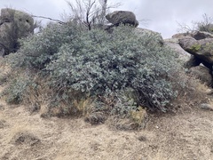 Quercus grisea