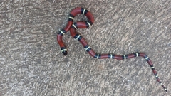 Lampropeltis polyzona