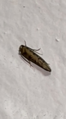 Tineinae