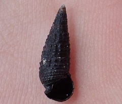 Lampanella minima