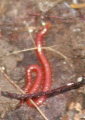 Geophilomorpha