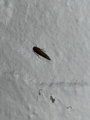 Tineinae