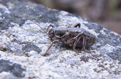 Cyphoderris monstrosa