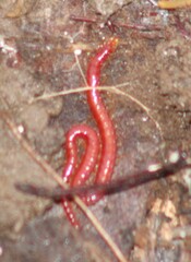 Geophilomorpha