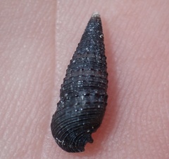 Lampanella minima