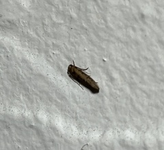Tineinae