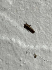 Tineinae