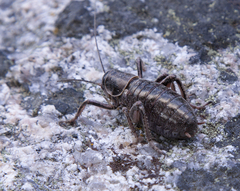 Cyphoderris monstrosa