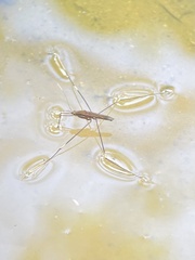Limnometra