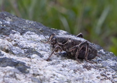 Cyphoderris monstrosa