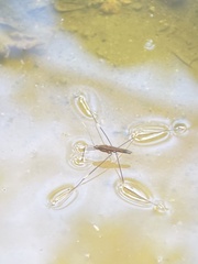 Limnometra