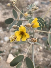 Senna covesii