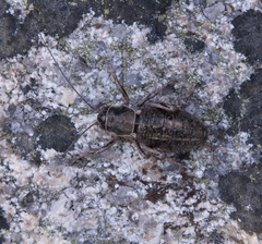 Cyphoderris monstrosa
