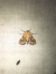 Elophila nebulosalis