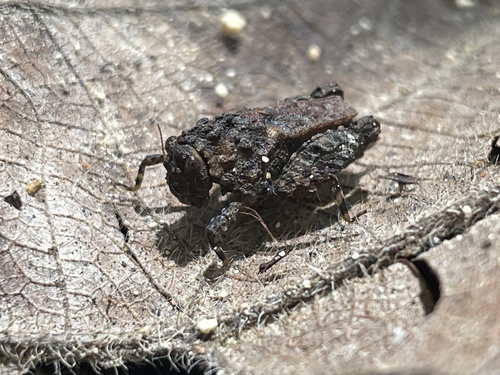 Diotarus verrucifer